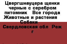 Цвергшнауцера щенки черные с серебром питомник - Все города Животные и растения » Собаки   . Свердловская обл.,Реж г.